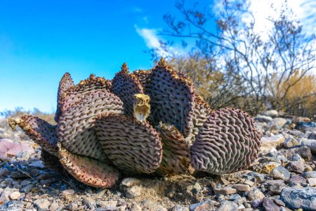Cactus de cola de castor deshidratado (Opuntia basilaris), cactus de pera espinosa, California, EE.UU.