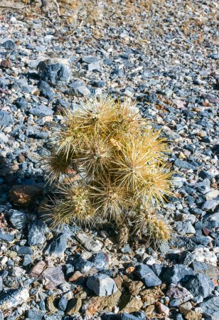 Teddy bear cholla (Cylindropuntia bigelovii), cactus con espinas amarillas tenaces, numerosos en el desierto de Sonora, California