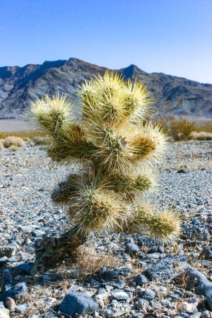 Teddybär-Cholla (Cylindropuntia bigelovii), Kaktus mit zähen gelben Stacheln, zahlreich in der Sonora-Wüste, Kalifornien