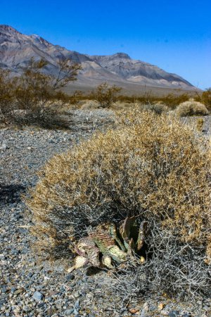 Vegetación seca del desierto y cactus Beavertail deshidratado (Opuntia basilaris), cactus de pera espinosa, California, EE.UU.