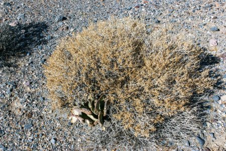 Dry desert vegetation and Dehydrated Beavertail cactus (Opuntia basilaris), prickly pear cactus, California, USA