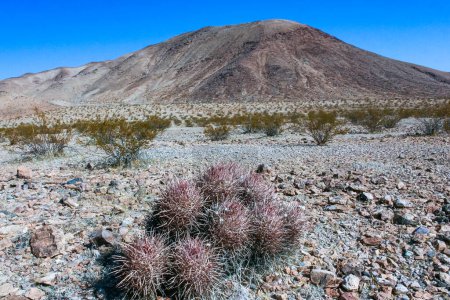 Cottontop cactus (Echinocactus polycephalus), Cacti in the stone desert in the foothills, Arizona