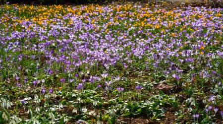 Galanthus nivalis - flores primaverales de floración temprana, primaveras - efemeroides, Ucrania