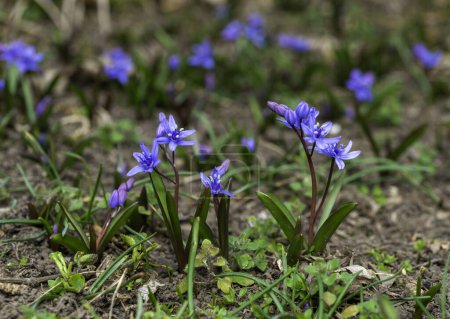 Scilla bifolia - the alpine squillor two-leaf squill, is a herbaceous perennial plant growing from an underground bulb, Ukraine