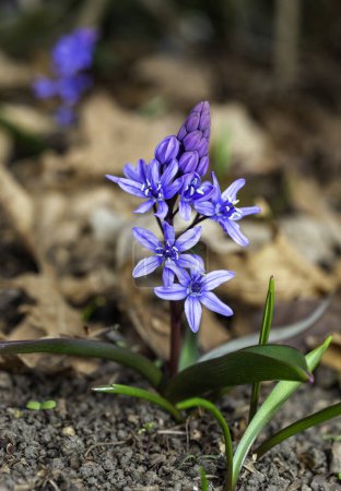 Scilla bifolia - the alpine squillor two-leaf squill, is a herbaceous perennial plant growing from an underground bulb, Ukraine