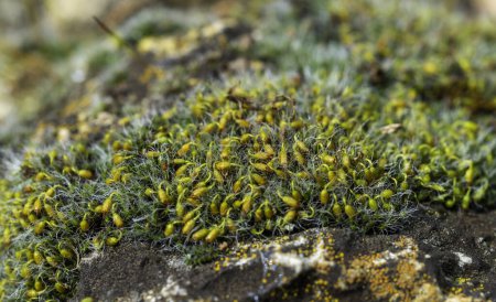 Grimmia (Grimmia pulvinata) à coussins gris, mousse verte avec de jeunes sporophytes sur les pierres au printemps