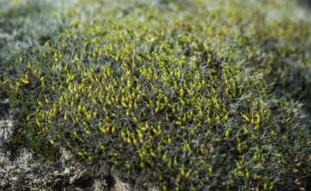 Grimmia (Grimmia pulvinata) à coussins gris, mousse verte avec de jeunes sporophytes sur les pierres au printemps