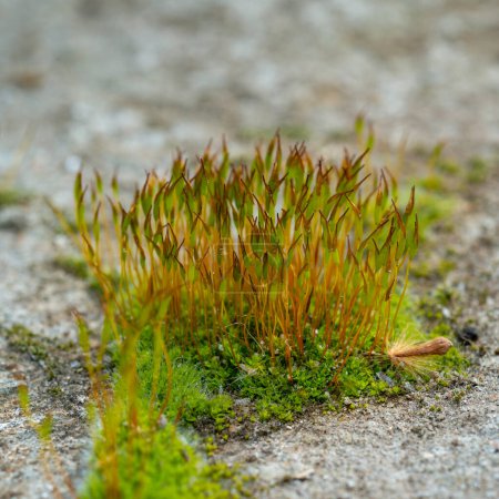 Purple Moss (Ceratodon purpureus), moss sporophyte on stones in spring