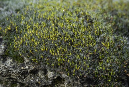 Graugepolsterte Grimmia (Grimmia pulvinata), grünes Moos mit jungen Sporophyten auf Steinen im Frühling