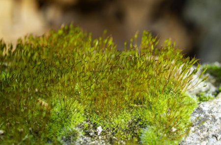 Purpurmoos (Ceratodon purpureus), Moossporophyt auf Steinen im Frühling