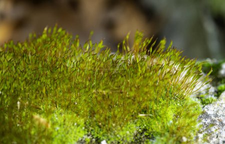 Moss púrpura (Ceratodon purpureus), musgo esporófito sobre piedras en primavera
