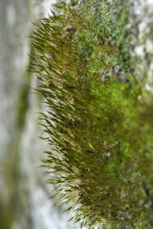 Purpurmoos (Ceratodon purpureus), Moossporophyt auf Steinen im Frühling