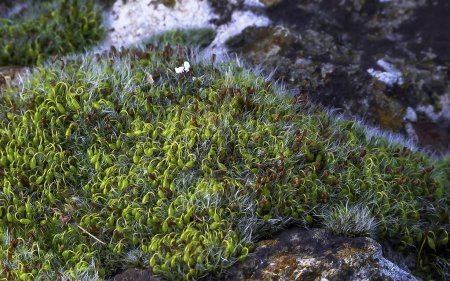 Grimmia acolchada con gris (Grimmia pulvinata), musgo verde con esporófitos jóvenes sobre piedras en primavera