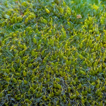 Graugepolsterte Grimmia (Grimmia pulvinata), grünes Moos mit jungen Sporophyten auf Steinen im Frühling