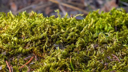 Brachythecium salebrosum, green moss on stones in spring, Ukraine