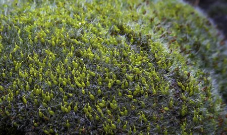 Grey-cushioned Grimmia (Grimmia pulvinata), green moss with young sporophytes on stones in spring