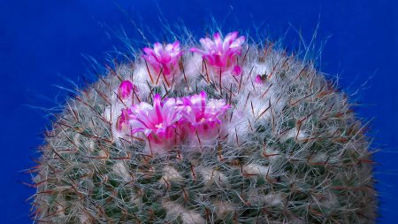 Mammillaria sp., Nahaufnahme eines Kaktus mit rosa Blüten im Frühling