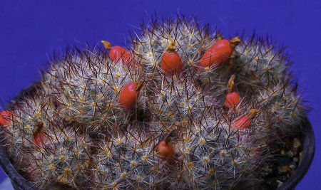 Téléchargez les photos : Cactus à mamelons du Texas (Mammillaria prolifera v. texana), cactus aux fruits rouges mûrs avec de petites graines - en image libre de droit