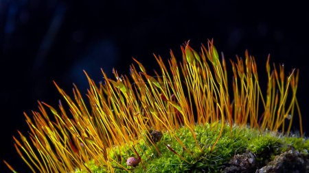 Moss púrpura (Ceratodon purpureus), musgo esporófito sobre piedras en primavera