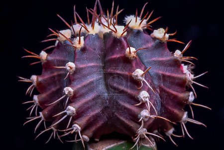 Téléchargez les photos : Gymnocalycium mihanovichii, une forme de cactus sans chlorophylle greffée sur une autre espèce de cactus - en image libre de droit