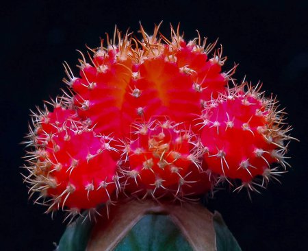 Téléchargez les photos : Gymnocalycium mihanovichii var. friedrichii rubrum form, une forme de cactus sans chlorophylle greffée sur une autre espèce de cactus - en image libre de droit