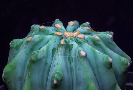 Ferocactus glaucescens - succulent cactus without thorns in the botanical collection
