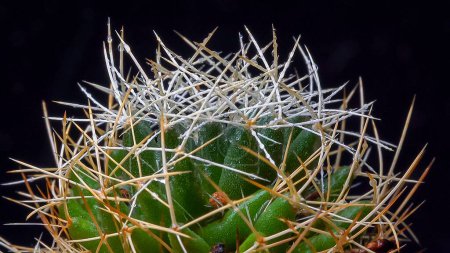 Téléchargez les photos : Dolichothele decipiens - cactus à longues épines sur de longues papilles dans une collection botanique, plan vertical - en image libre de droit