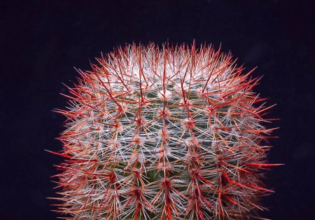 Notocactus (Parodia) rutilans - cactus redondo con espinas rojas en la colección botánica