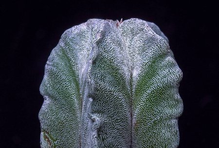 Astrophytum myriostigma - Kaktus ohne Dornen in einer botanischen Sammlung