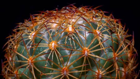 Téléchargez les photos : Coryphantha sp. - cactus épineux ronds dans la collection botanique - en image libre de droit