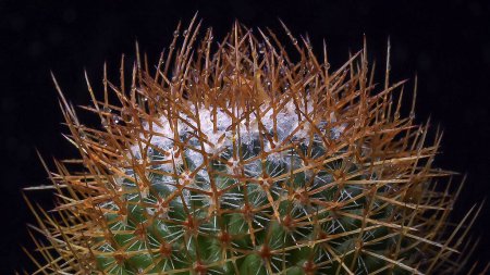 Téléchargez les photos : Mammillaria sp. - cactus épineux à longues épines dans la collection botanique - en image libre de droit