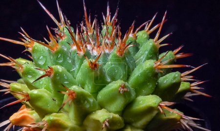 Téléchargez les photos : Mammillaria magnimamma - cactus épineux avec de grandes papilles dans une collection botanique - en image libre de droit