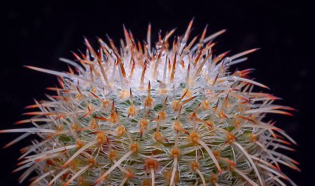 Mammillaria sp. - cactus espinoso con espinas largas en la colección botánica