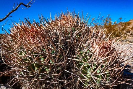 Cactus de Cottontop (Echinocactus polycephalus), Cactus en el desierto de piedra en las estribaciones, Arizona