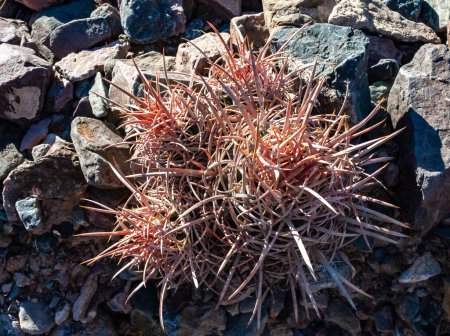 Cactus de Cottontop (Echinocactus polycephalus), Cactus en el desierto de piedra en las estribaciones, Arizona