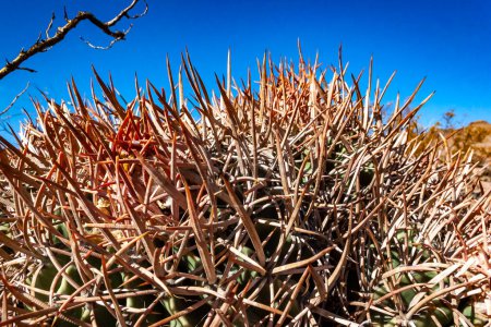Cottontop cactus (Echinocactus polycephalus), Cactus dans le désert de pierre dans les contreforts, Arizona