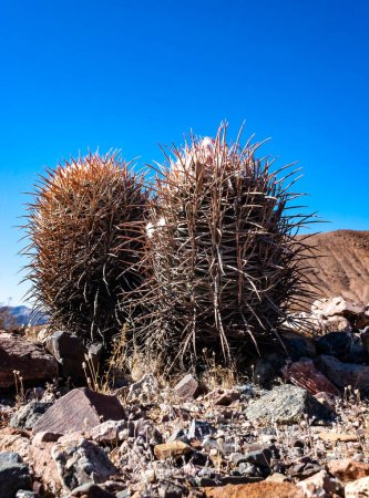 Cottontop cactus (Echinocactus polycephalus), Cactus dans le désert de pierre dans les contreforts, Arizona