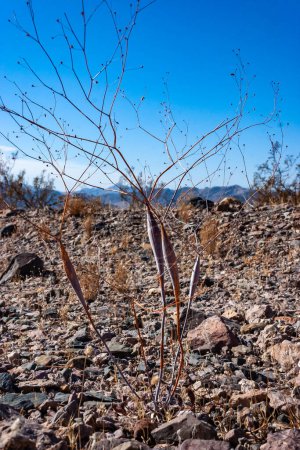 Eriogonum inflatum, die Wüstentrompete, ist eine mehrjährige Pflanze aus der Familie der Polygonaceae, Kalifornien