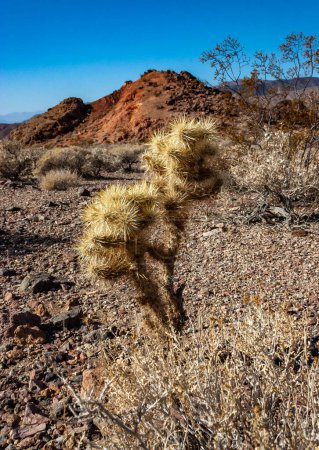 Teddybär-Cholla (Cylindropuntia bigelovii), Kaktus mit zähen gelben Stacheln, zahlreich in der Sonora-Wüste, Kalifornien
