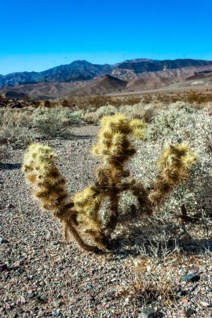 Photo for Teddy bear cholla (Cylindropuntia bigelovii), cactus with tenacious yellow spines, numerous in the Sonoran Desert, California - Royalty Free Image