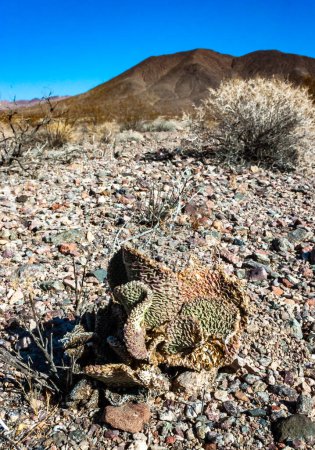 Cactus de Beavertail déshydraté (Opuntia basilaris), cactus de poire piquante, Californie, États-Unis