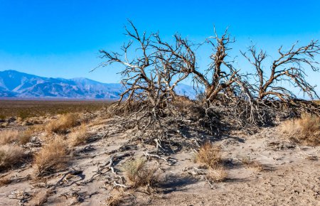 Arbre sec mort contre le ciel et les montagnes dans la Vallée de la Mort, Parc National de la Vallée de la Mort, Californie