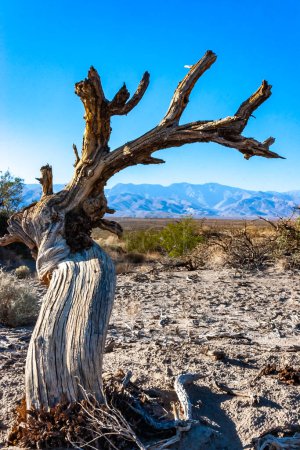 Toter trockener Baum gegen Himmel und Berge im Death Valley, Death Valley Nationalpark, Kalifornien