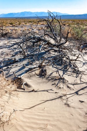 Toter trockener Baum gegen Himmel und Berge im Death Valley, Death Valley Nationalpark, Kalifornien