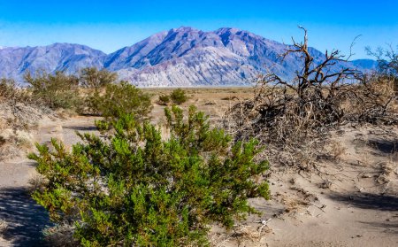 Arbre sec mort contre le ciel et les montagnes dans la Vallée de la Mort, Parc National de la Vallée de la Mort, Californie