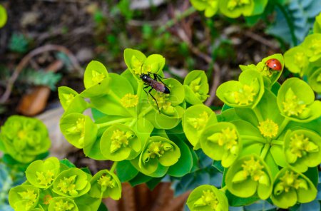 A burrowing wasp (Sphecidae) on garden milkweed collects nectar in a garden in Euphorbia, Ukraine