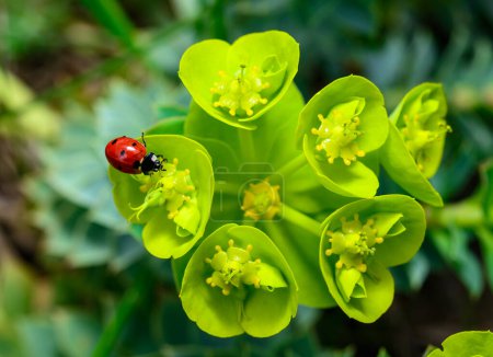Ladybird beetles eating on a flower blue myrtle spurge, broad-leaved glaucous-spurge (Euphorbia myrsinites)
