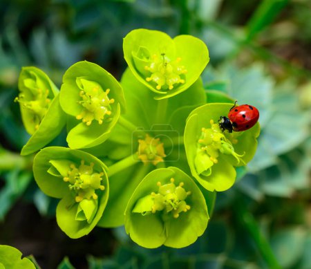 Escarabajos mariquitas que comen en una saliva de mirto azul de flor, saliva glauca de hoja ancha (Euphorbia mirsinites)
