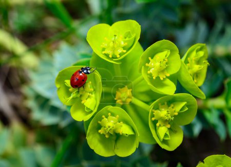 Escarabajos mariquitas que comen en una saliva de mirto azul de flor, saliva glauca de hoja ancha (Euphorbia mirsinites)