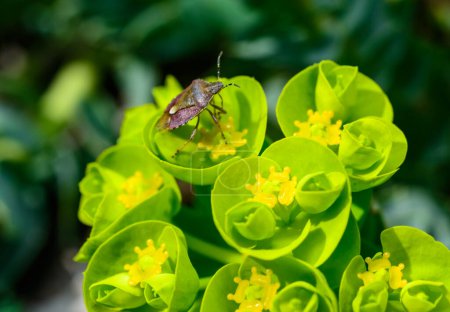 Schlehenkäfer oder Schildwanze (Dolycoris baccarum), Ein Käfer auf Gartenmilchkraut sammelt Nektar im Garten im zeitigen Frühjahr, Ukraine